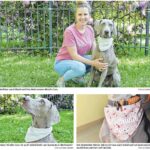 Read more about the article 23.06.23 / Unsere Kollegin Luise Wurlitzer mit Schulhund Coco bei RTL-Tiershow dabei